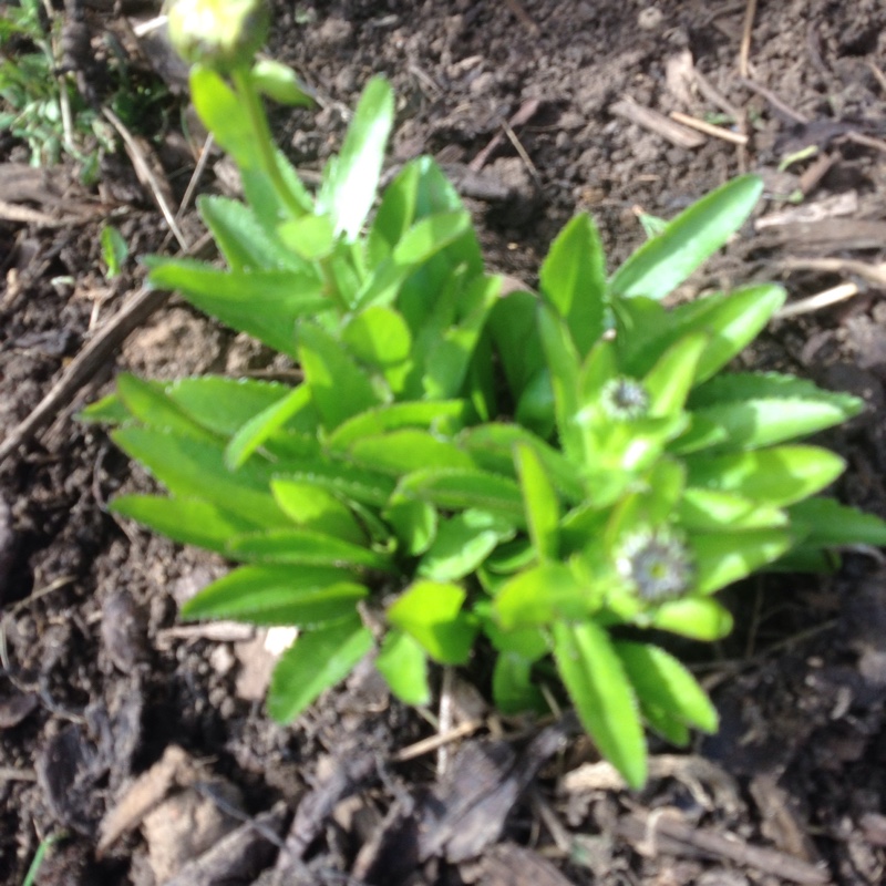 Leucanthemum x superbum Lacrosse in the GardenTags plant encyclopedia Leucanthemum Lacrosse in the GardenTags plant encyclopedia