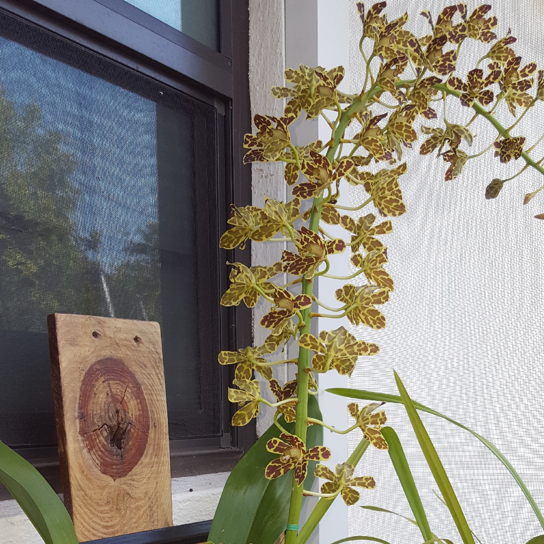 Grammatophyllum Scriptum var Leopard in the GardenTags plant encyclopedia Leopard Orchid in the GardenTags plant encyclopedia