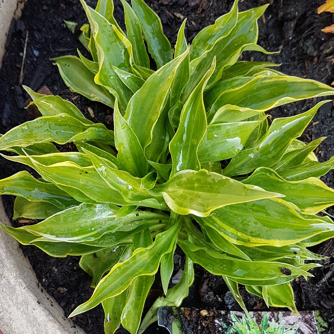 Hosta Little Devil in the GardenTags plant encyclopedia Plantain Lily Little Devil in the GardenTags plant encyclopedia