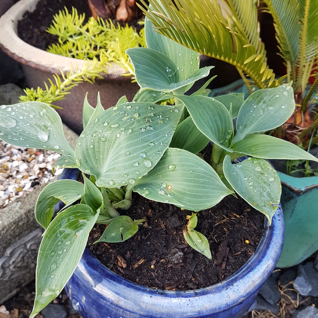 Hosta (Tardiana Group) Hadspen Blue in the GardenTags plant encyclopedia Plantain Lily Hadspen Blue in the GardenTags plant encyclopedia