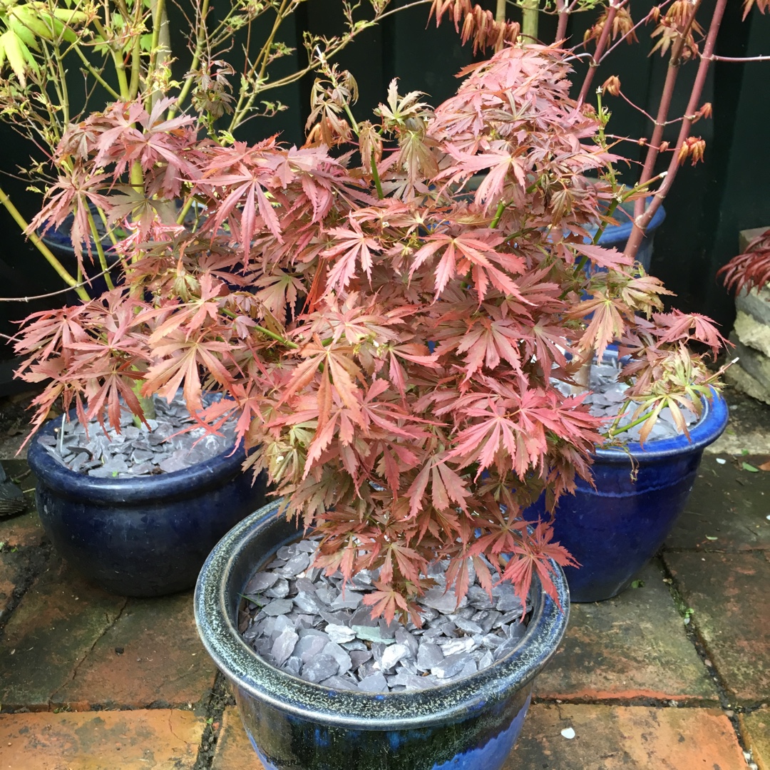 Acer Palmatum Jerre Schwartz in the GardenTags plant encyclopedia Japanese Maple Jerre Schwartz in the GardenTags plant encyclopedia