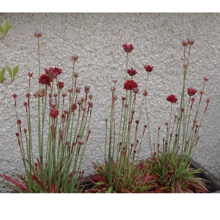 Armeria Pseudoarmeria Ballerina red in the GardenTags plant encyclopedia Great Thrift Ballerina Red in the GardenTags plant encyclopedia