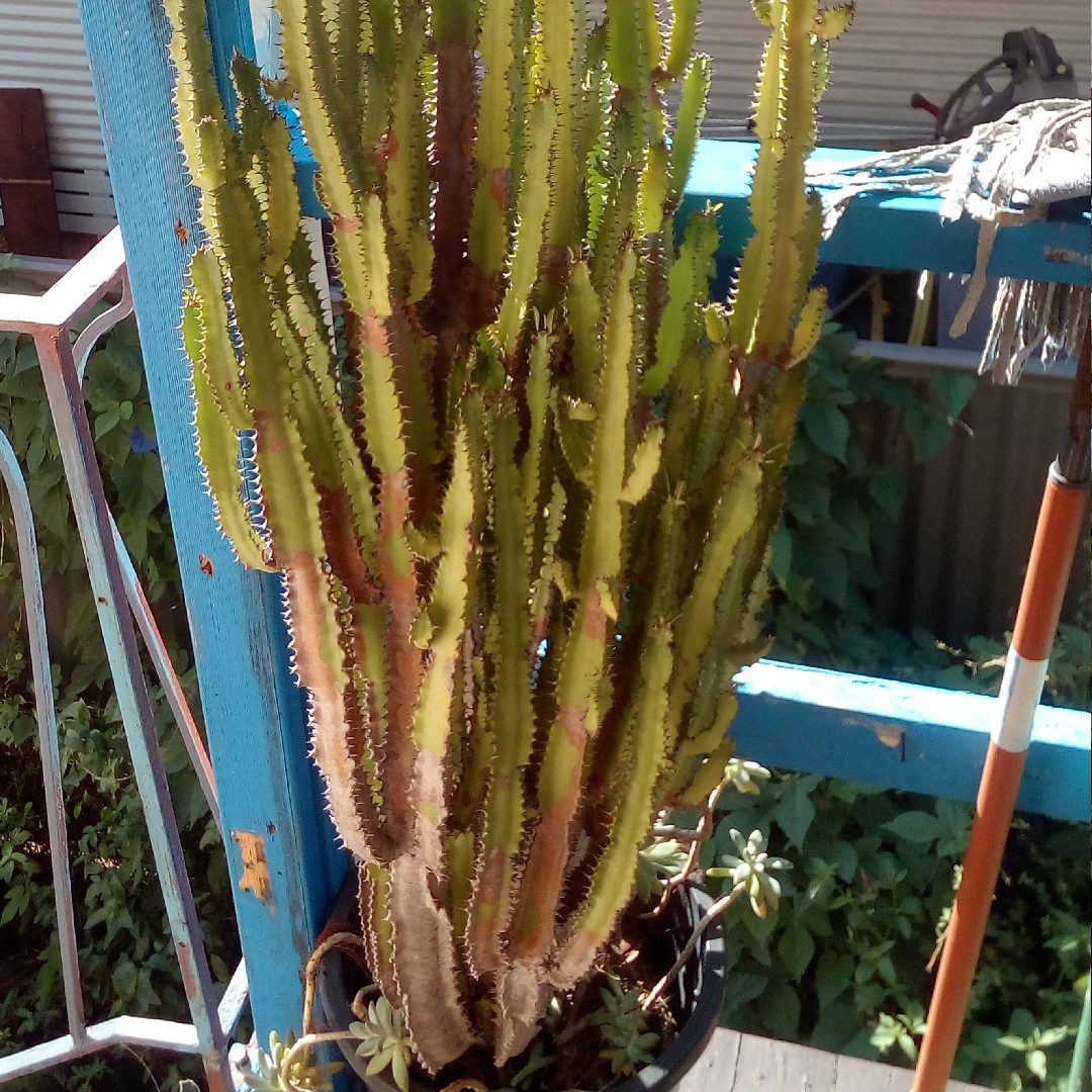 Euphorbia acrurensis in the GardenTags plant encyclopedia Desert Candle in the GardenTags plant encyclopedia