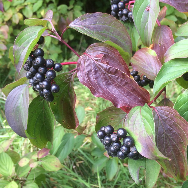 Cornus sanguinea in the GardenTags plant encyclopedia Common Dogwood in the GardenTags plant encyclopedia
