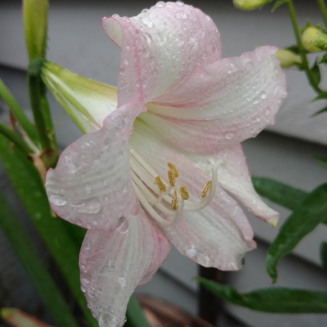 Hippeastrum (Sonatini Group) Pink Rascal in the GardenTags plant encyclopedia Hippeastrum Pink Rascal in the GardenTags plant encyclopedia