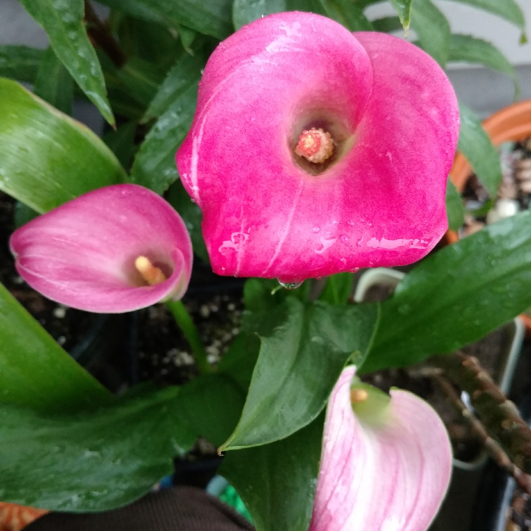 Zantedeschia Hot Flashes in the GardenTags plant encyclopedia Calla Lily Hot Flashes in the GardenTags plant encyclopedia