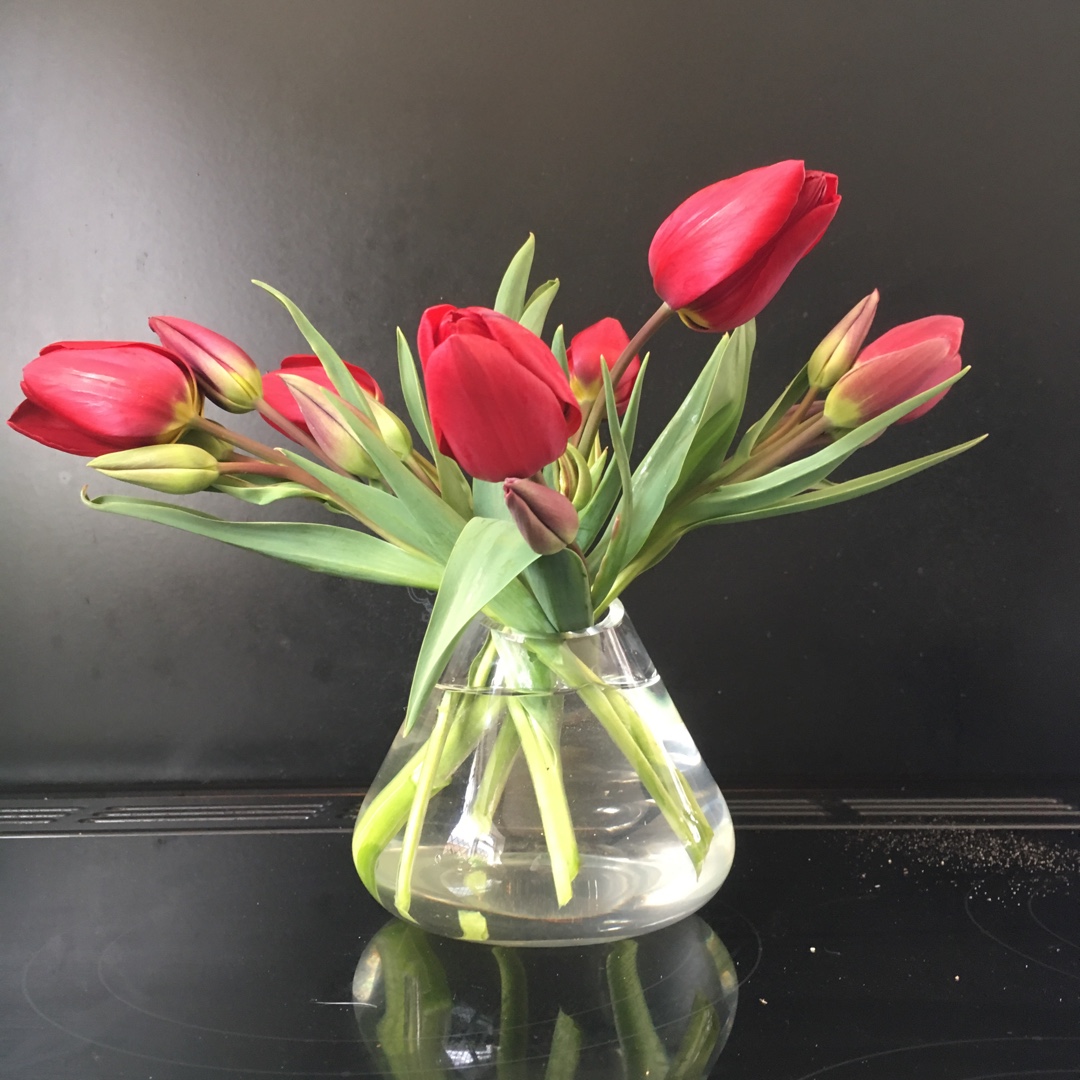 Tulipa Red Georgette in the GardenTags plant encyclopedia Tulip Red Georgette (Single Late) in the GardenTags plant encyclopedia