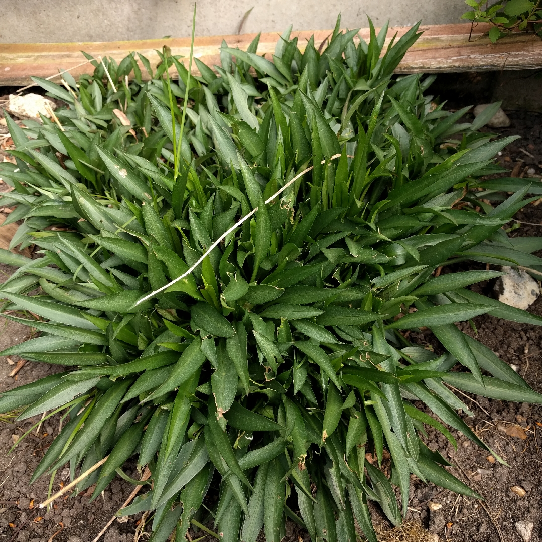 Aster dumosus Sapphire in the GardenTags plant encyclopedia Bushy Aster Sapphire in the GardenTags plant encyclopedia