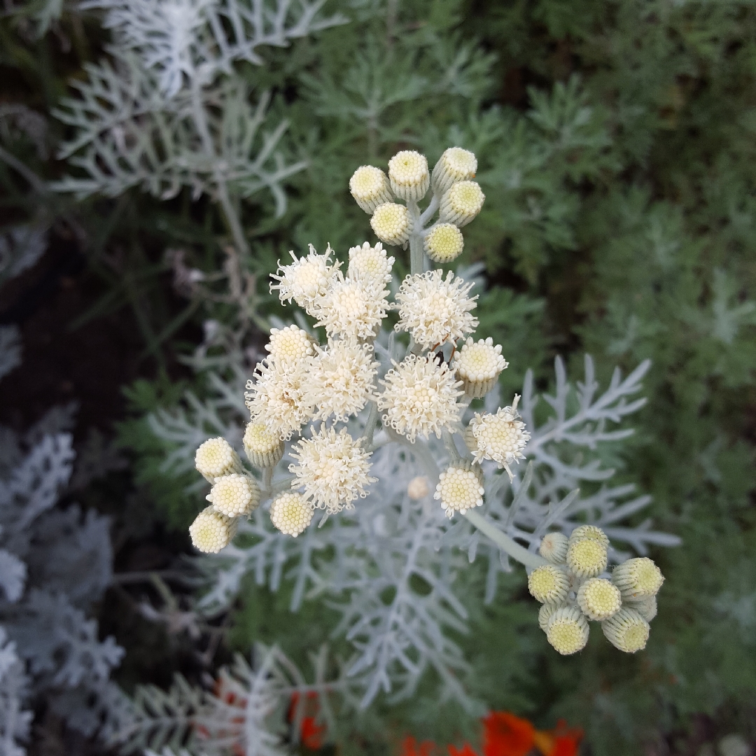 Senecio viravira in the GardenTags plant encyclopedia Dusty Miller in the GardenTags plant encyclopedia