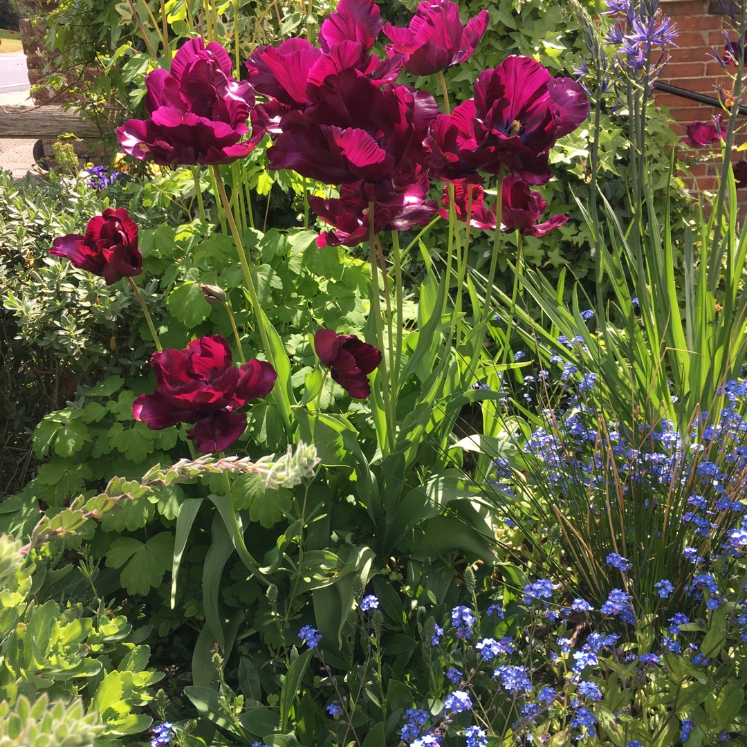 Tulipa 'Muriel', Tulip 'Muriel' (Parrot) in GardenTags plant encyclopedia