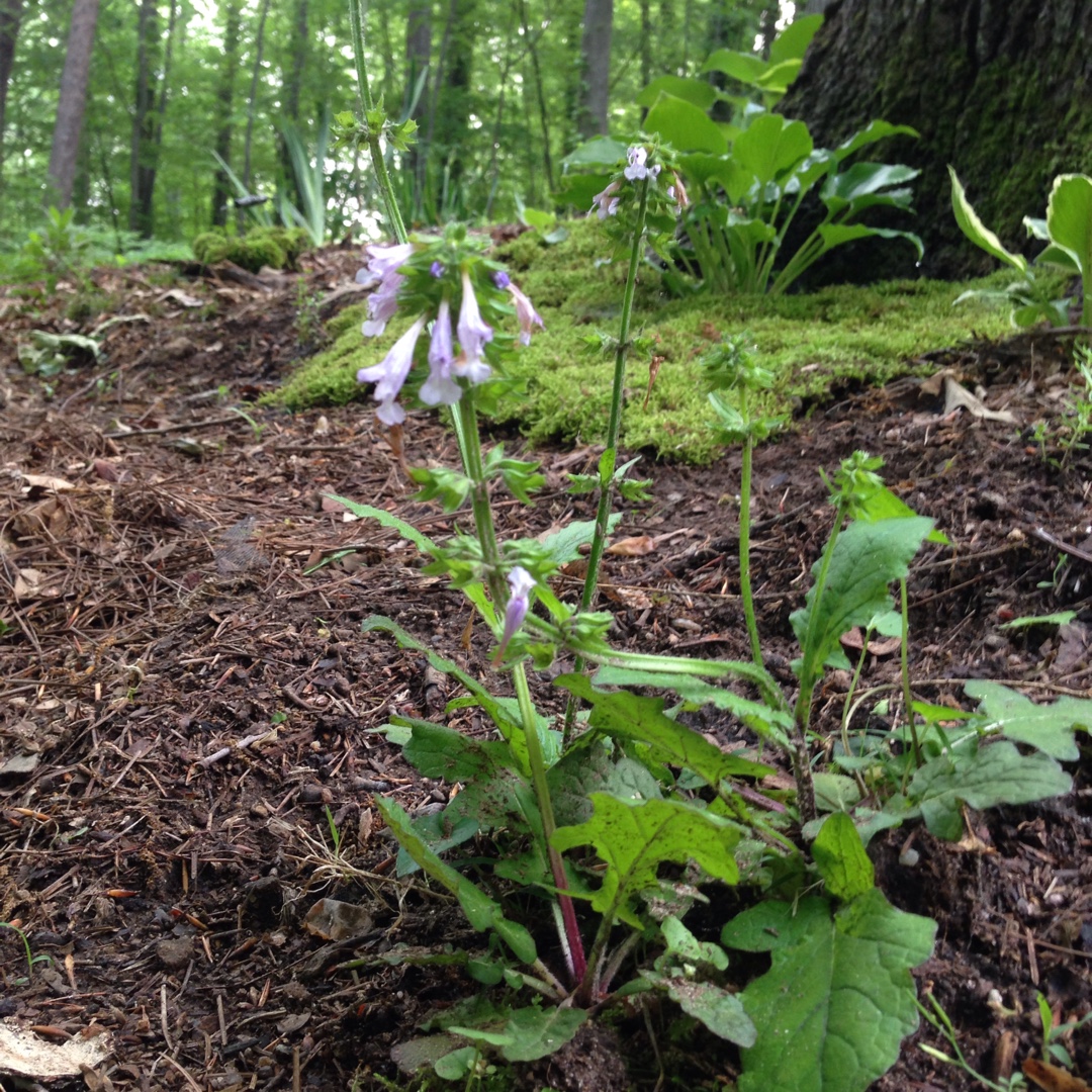 Salvia Lyrata in the GardenTags plant encyclopedia Lyre Leaf Sage in the GardenTags plant encyclopedia