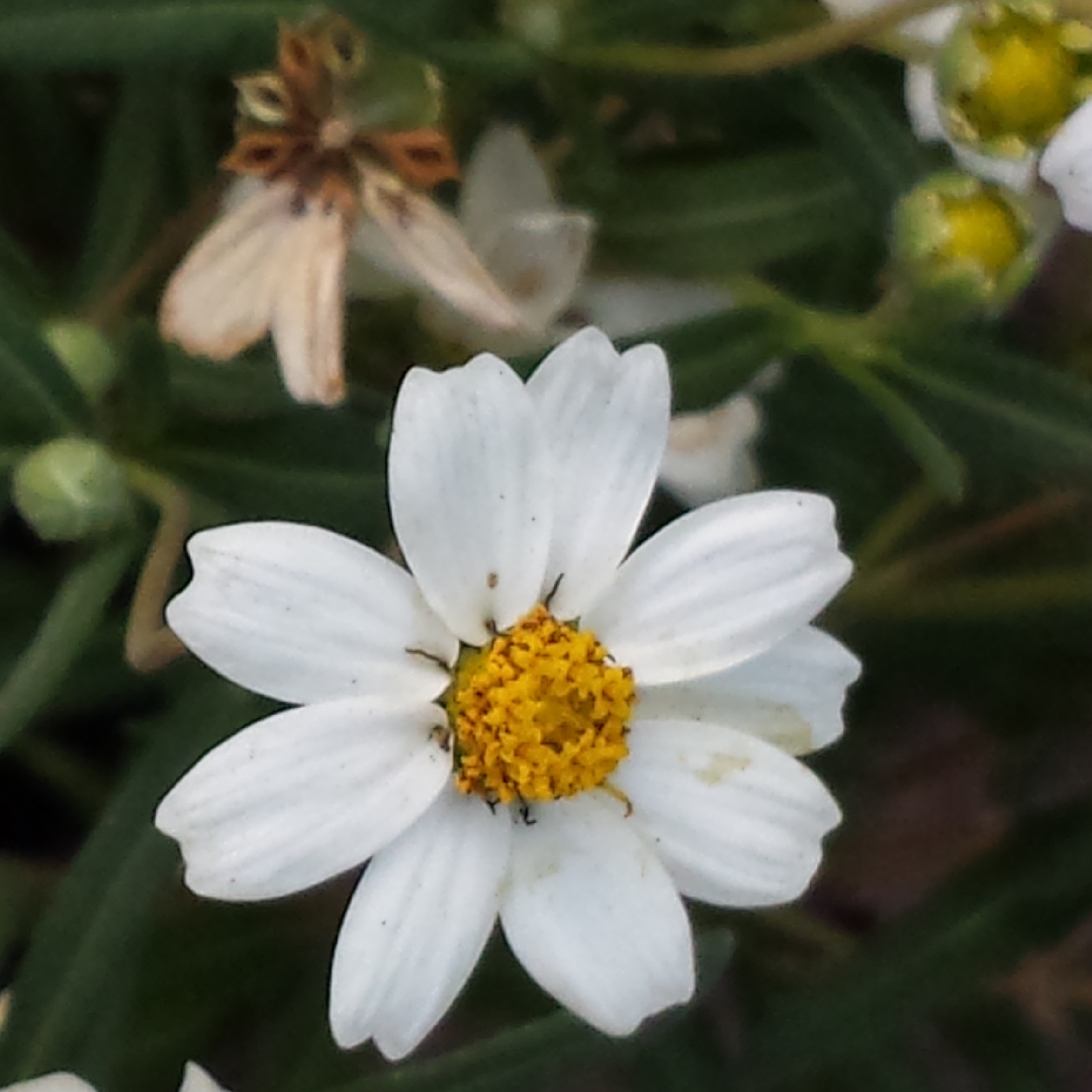 Melampodium Leucanthum in the GardenTags plant encyclopedia Blackfoot Daisy in the GardenTags plant encyclopedia