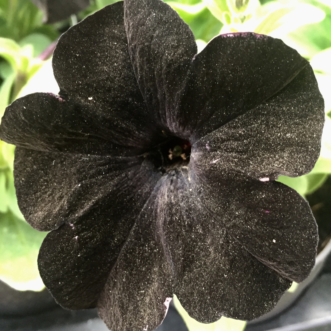 Petunia Back to Black in the GardenTags plant encyclopedia