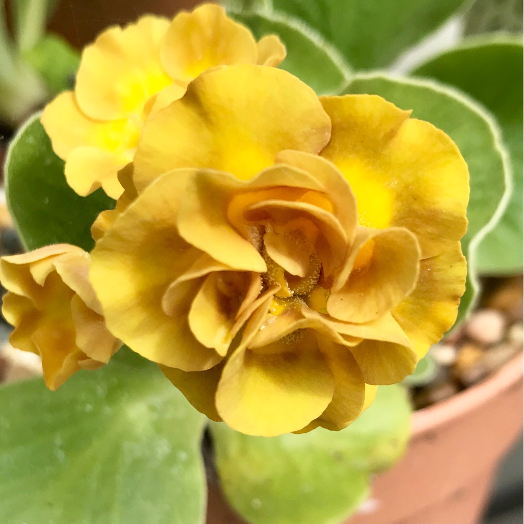 Primula auricula Double Mustard in the GardenTags plant encyclopedia Auricula Double Mustard in the GardenTags plant encyclopedia