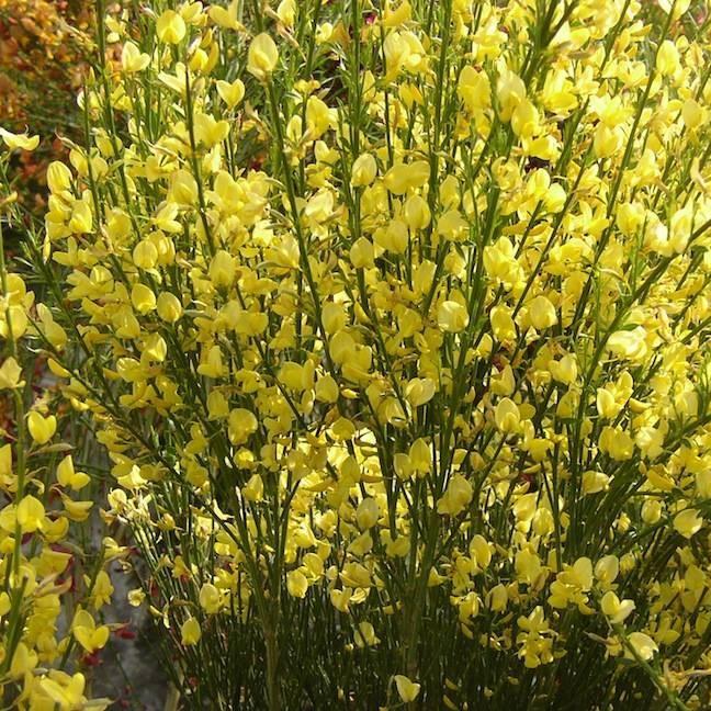 Cytisus Luna in the GardenTags plant encyclopedia Broom Luna in the GardenTags plant encyclopedia
