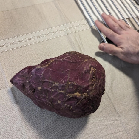 Sweet Potato Murasaki in the GardenTags plant encyclopedia