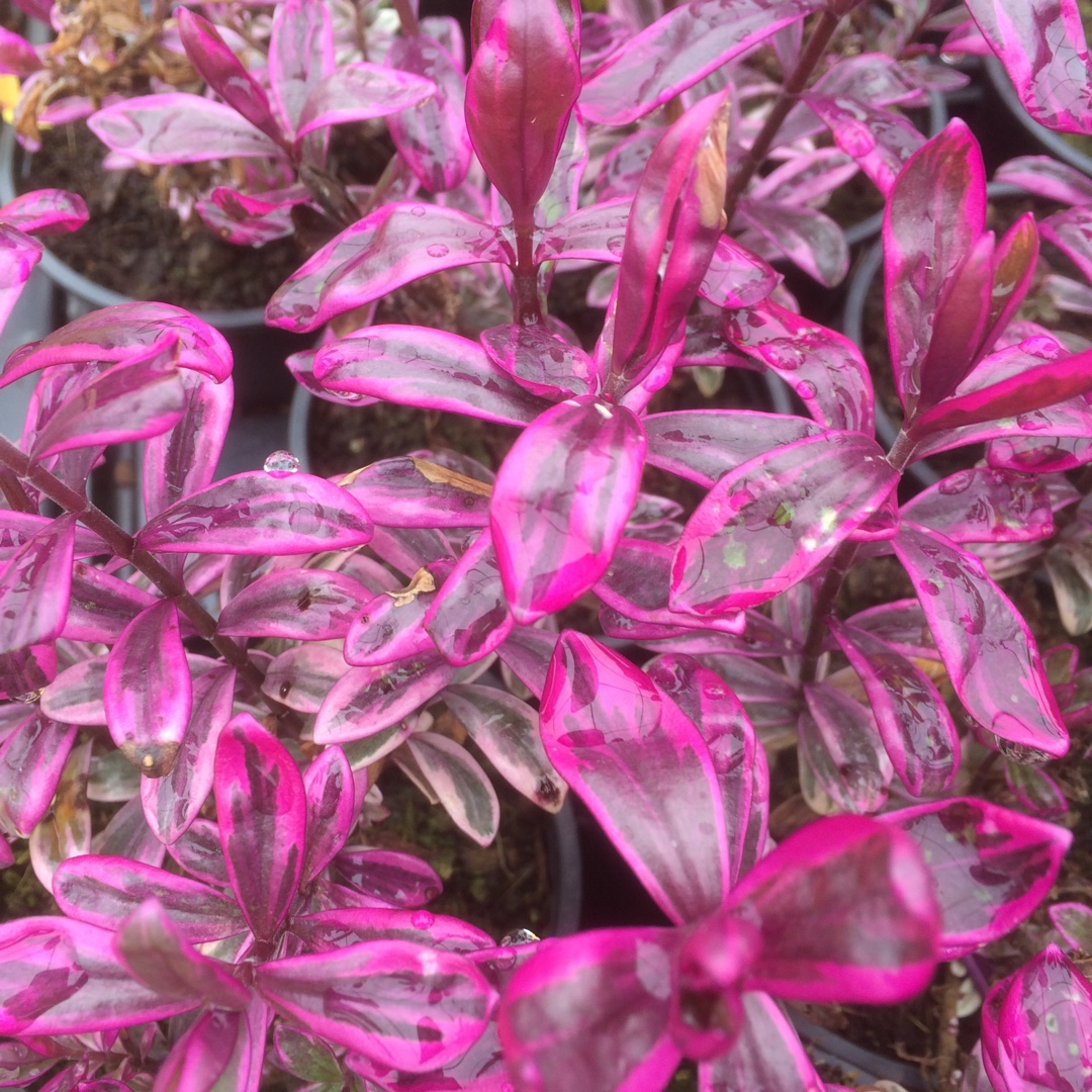 Hebe Pink Passion in the GardenTags plant encyclopedia Shrubby Veronica Pink Passion in the GardenTags plant encyclopedia