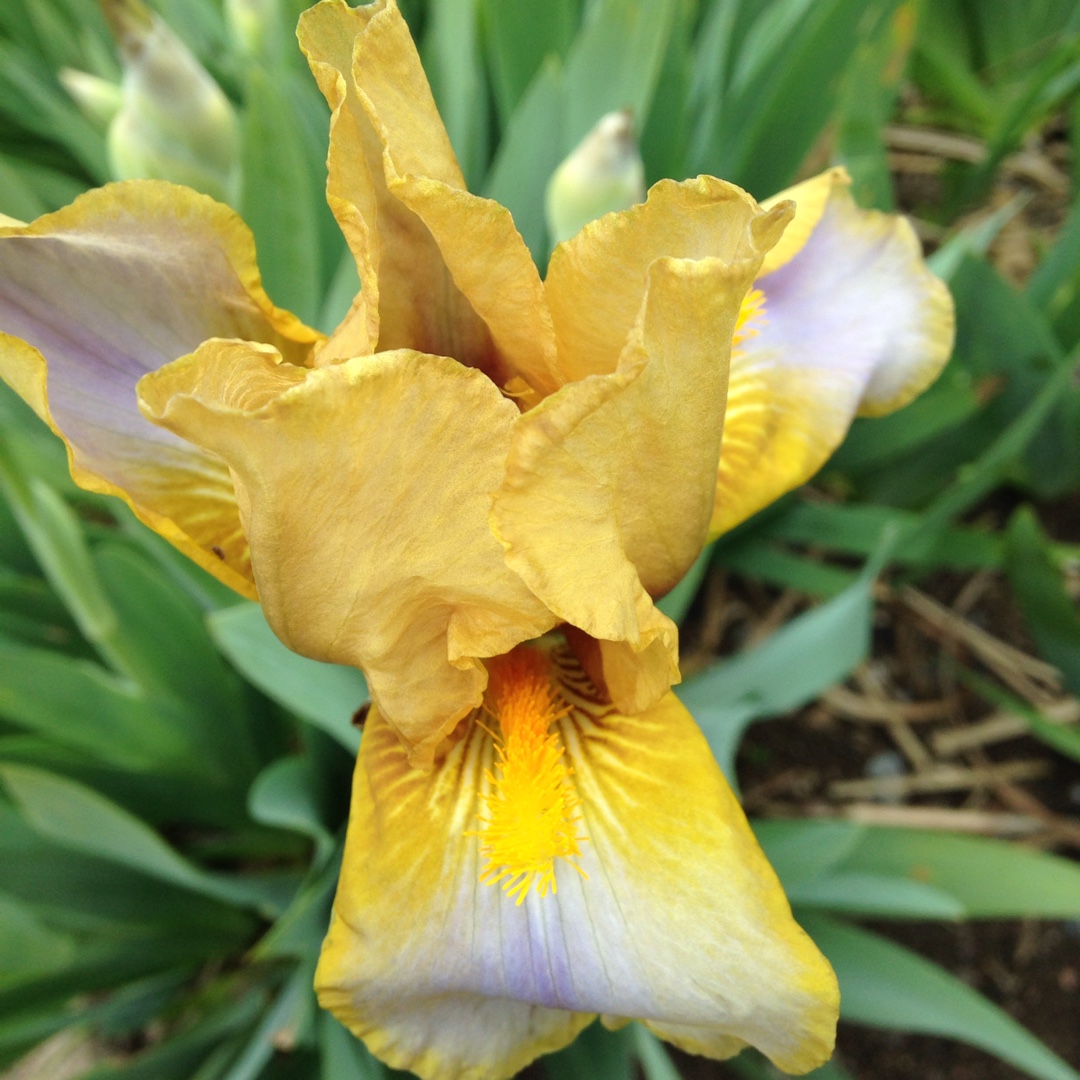 Iris Variegata Aureum in the GardenTags plant encyclopedia Variegated Iris Aureum in the GardenTags plant encyclopedia
