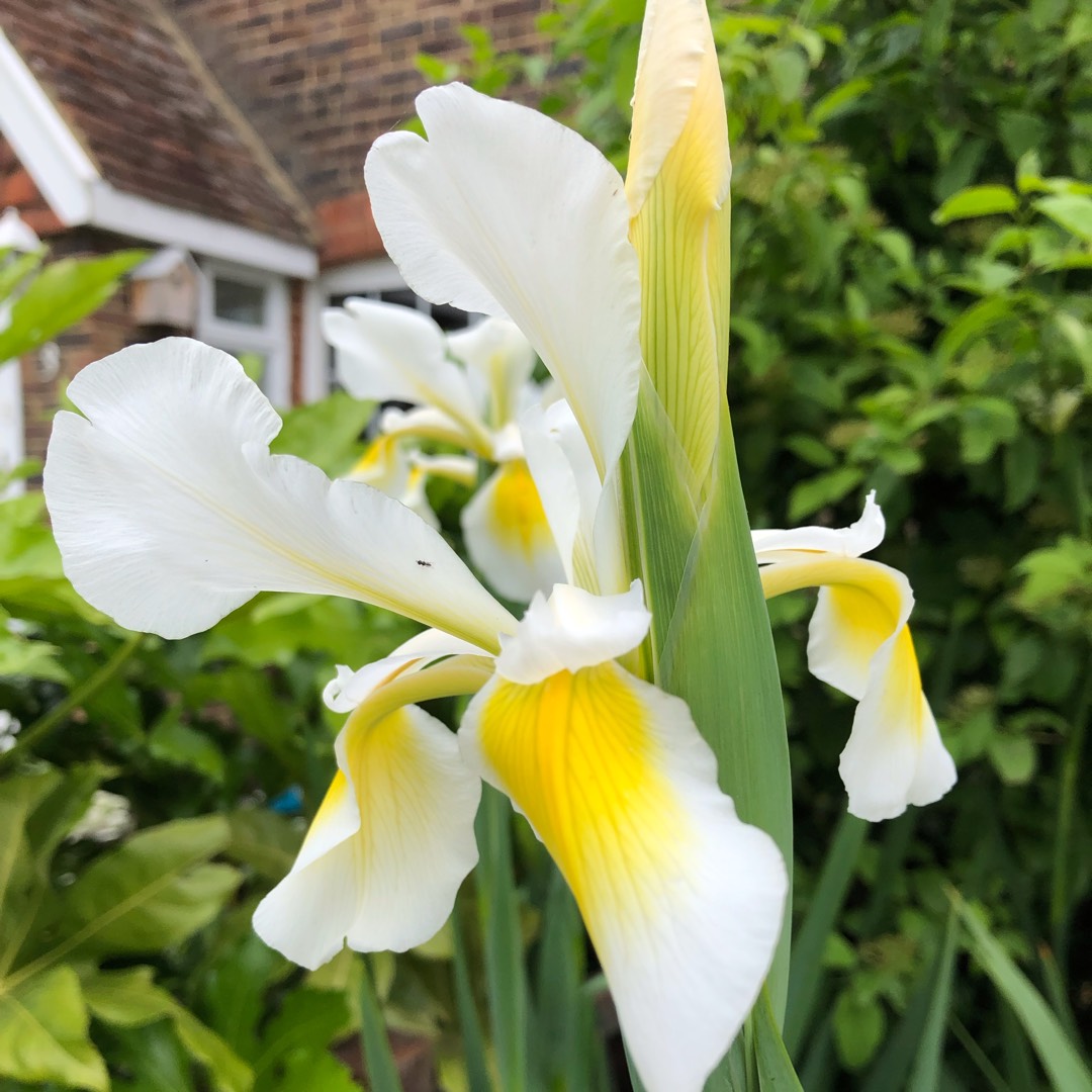 Iris sanguinea Snow Queen in the GardenTags plant encyclopedia Iris Snow Queen in the GardenTags plant encyclopedia