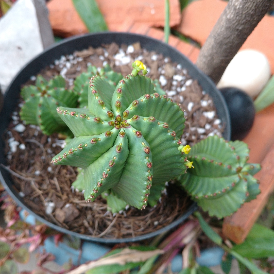 Euphorbia fruticosa in the GardenTags plant encyclopedia Euphorbia fruticosa in the GardenTags plant encyclopedia