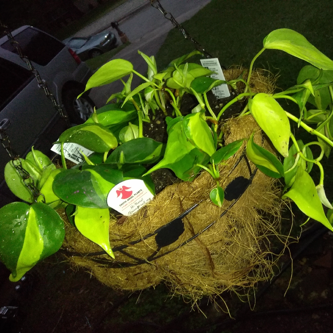 Philodendron hederaceum var. oxycardium Brasil syn. Philodendron hederaceum Brasil, Philodendron Brasil, Philodendron scandens Brasil in the GardenTags plant encyclopedia Philodendron Brasil in the GardenTags plant encyclopedia