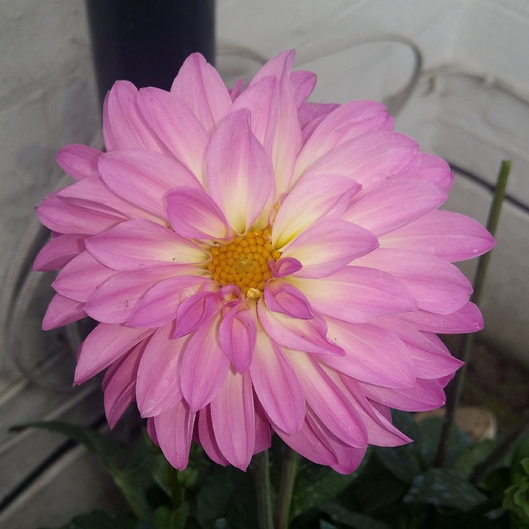 Dahlia Dalina Maxi Zarco in the GardenTags plant encyclopedia Dahlia Dalina Maxi Zarco in the GardenTags plant encyclopedia
