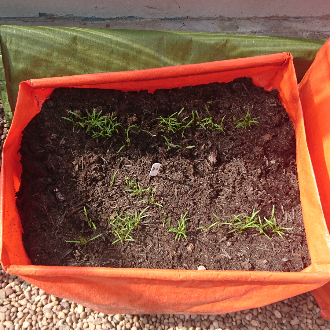 Daucus carota subsp. sativus Ideal in the GardenTags plant encyclopedia Carrot Ideal in the GardenTags plant encyclopedia