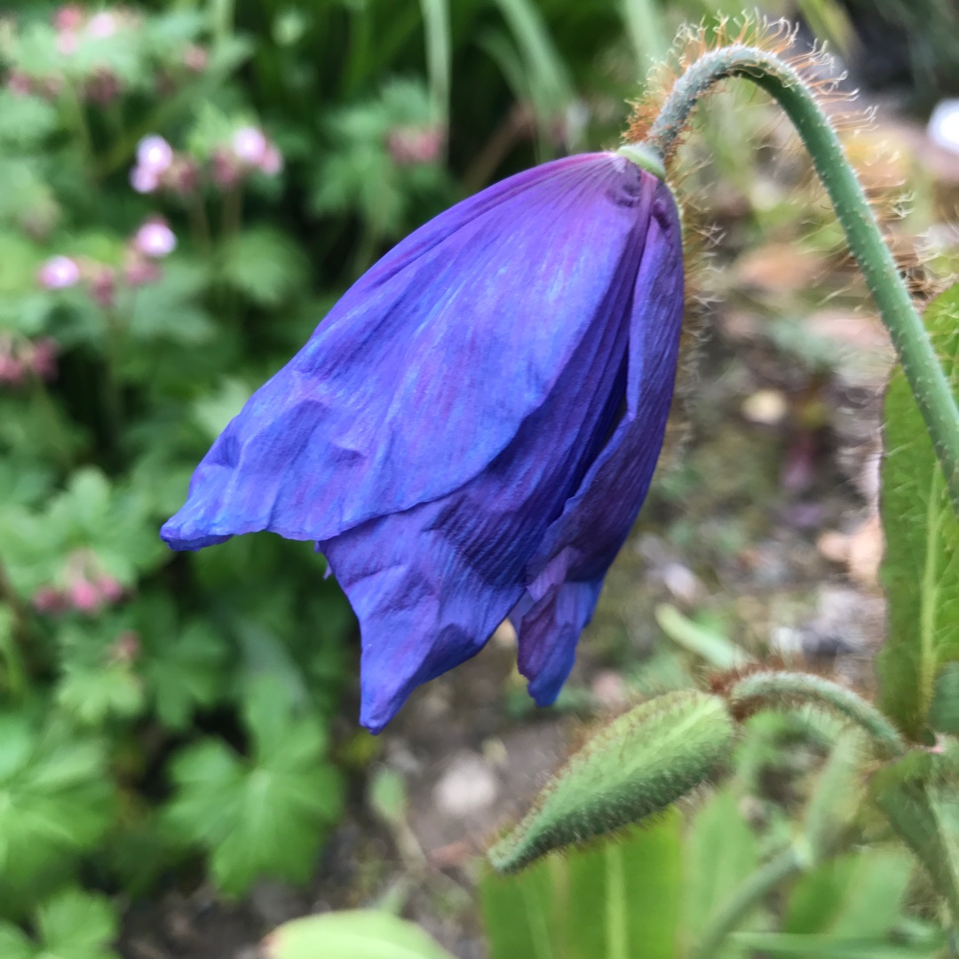 Meconopsis sheldonii Slieve Donard syn. Meconopsis (Infertile Blue Group) Dawyck in the GardenTags plant encyclopedia Himalayan Poppy Slieve Donard in the GardenTags plant encyclopedia