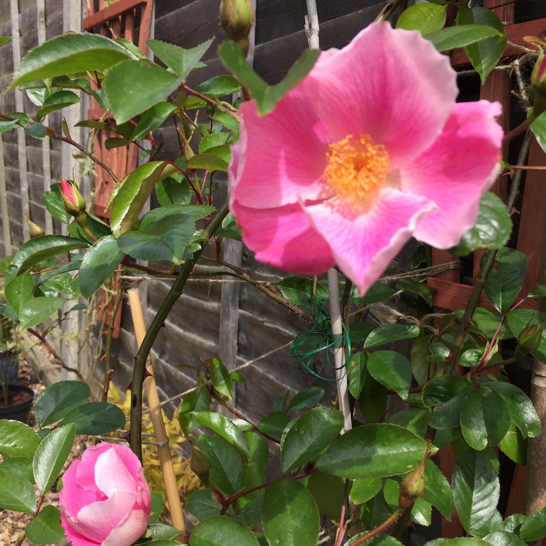 Rosa Anemone syn. Rosa laevigata Anemone Rose, Rosa Pink Cherokee, Rosa Anemonenrose in the GardenTags plant encyclopedia Rose Anemone (Climbing) in the GardenTags plant encyclopedia