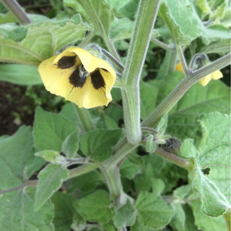 Physalis peruviana in the GardenTags plant encyclopedia Cape Gooseberry in the GardenTags plant encyclopedia