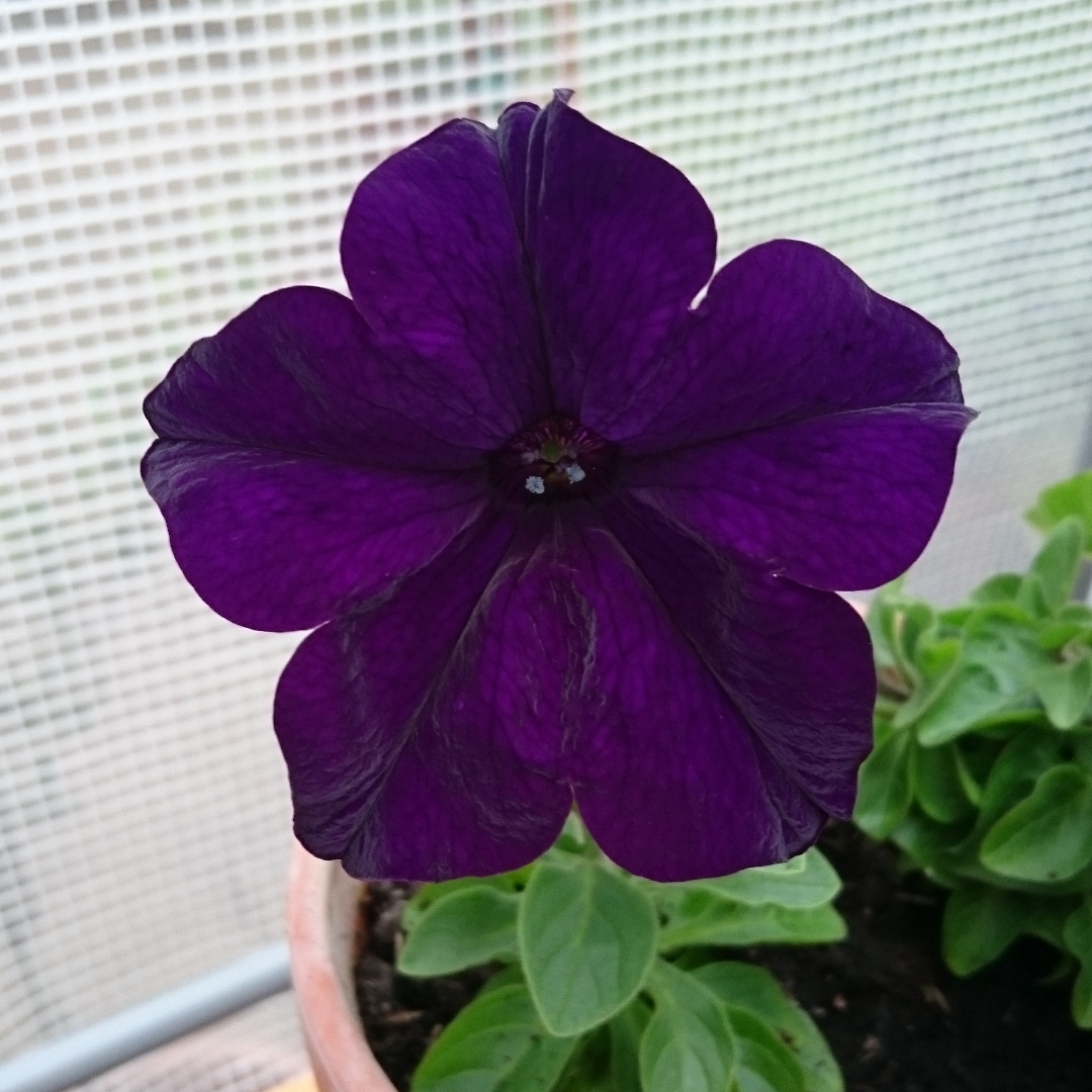 Petunia Fanfare Deep Blue in the GardenTags plant encyclopedia Petunia Fanfare Deep Blue in the GardenTags plant encyclopedia