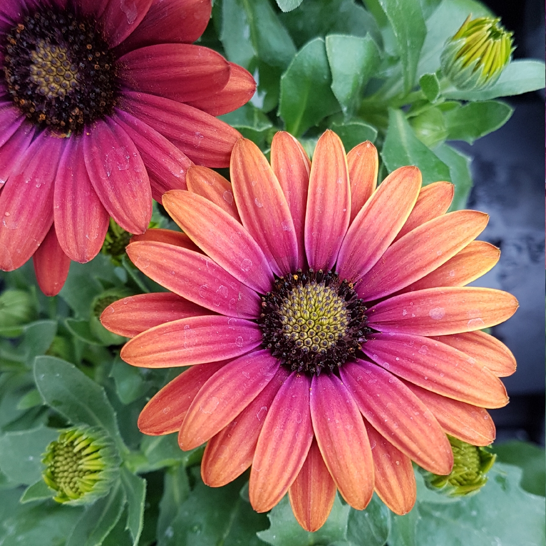 Osteospermum ecklonis Astra Purple Sunset in the GardenTags plant encyclopedia Osteospermum Sunset Purple in the GardenTags plant encyclopedia