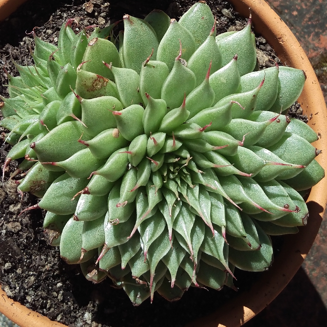 Graptopetalum Filiferum in the GardenTags plant encyclopedia Graptopetalum Filiferum in the GardenTags plant encyclopedia