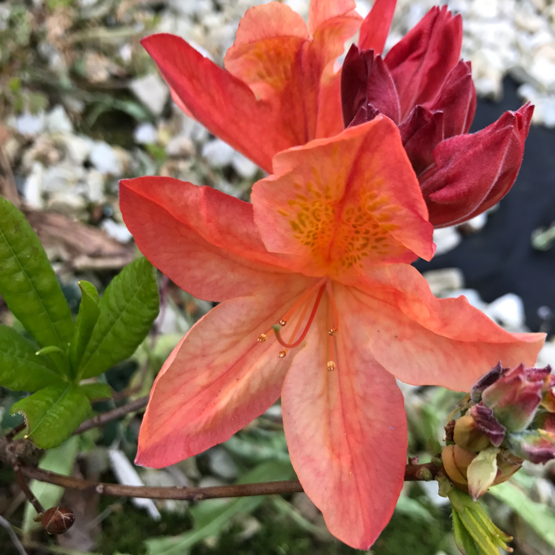 Rhododendron Exbury Hybrid in the GardenTags plant encyclopedia Exbury Azalea in the GardenTags plant encyclopedia