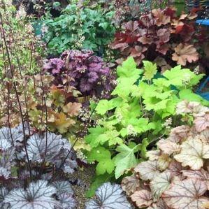 Alumroot in the GardenTags plant encyclopedia