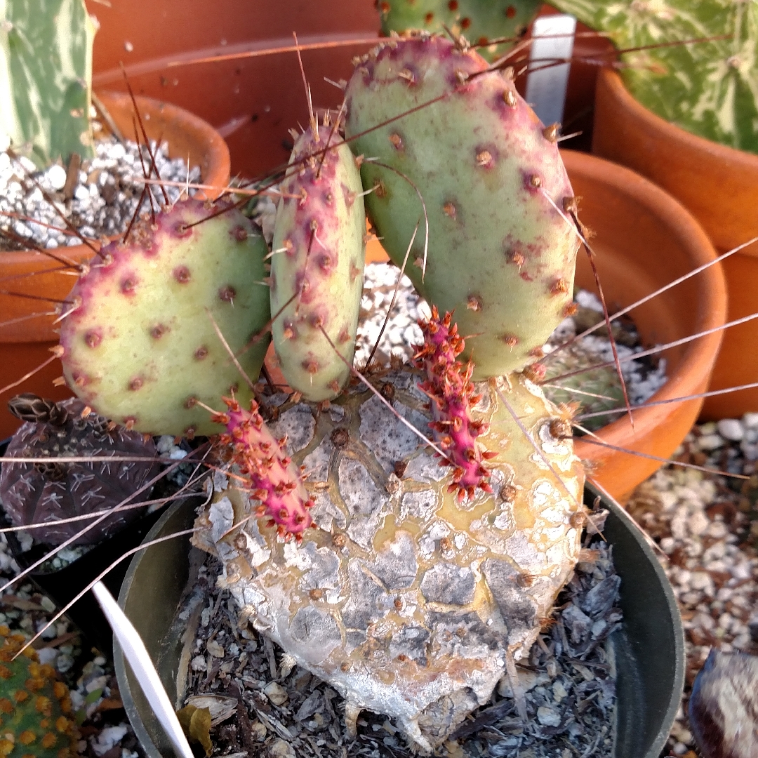 Opuntia violacea var. macrocentra in the GardenTags plant encyclopedia Black-Spine Prickly Pear in the GardenTags plant encyclopedia