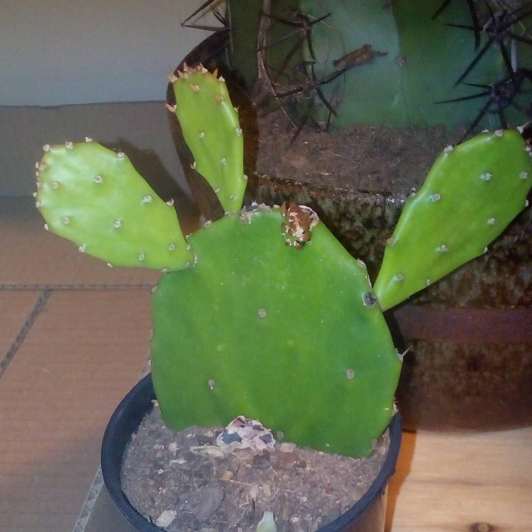 Prickly Pear in the GardenTags plant encyclopedia