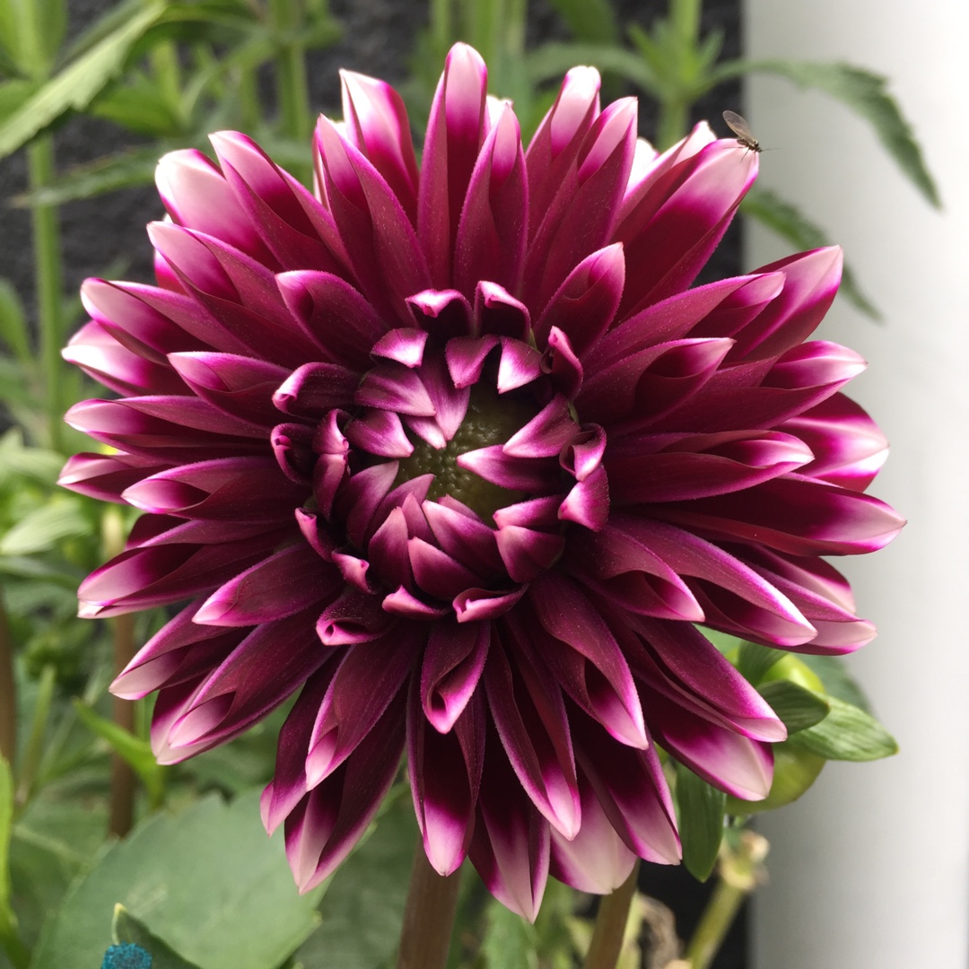 Dahlia Dalina Grande Cancun in the GardenTags plant encyclopedia Dahlia Dalina Grande Cancun in the GardenTags plant encyclopedia