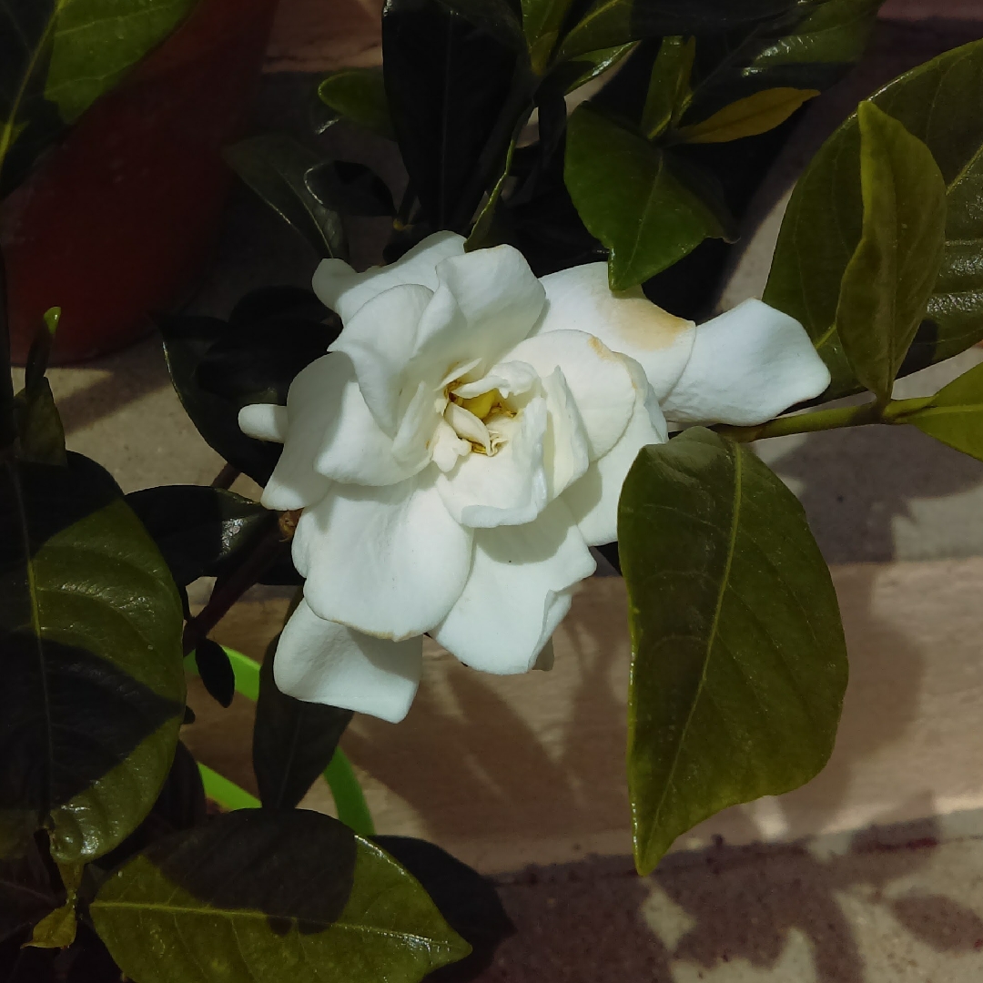Gardenia August Beauty in the GardenTags plant encyclopedia
