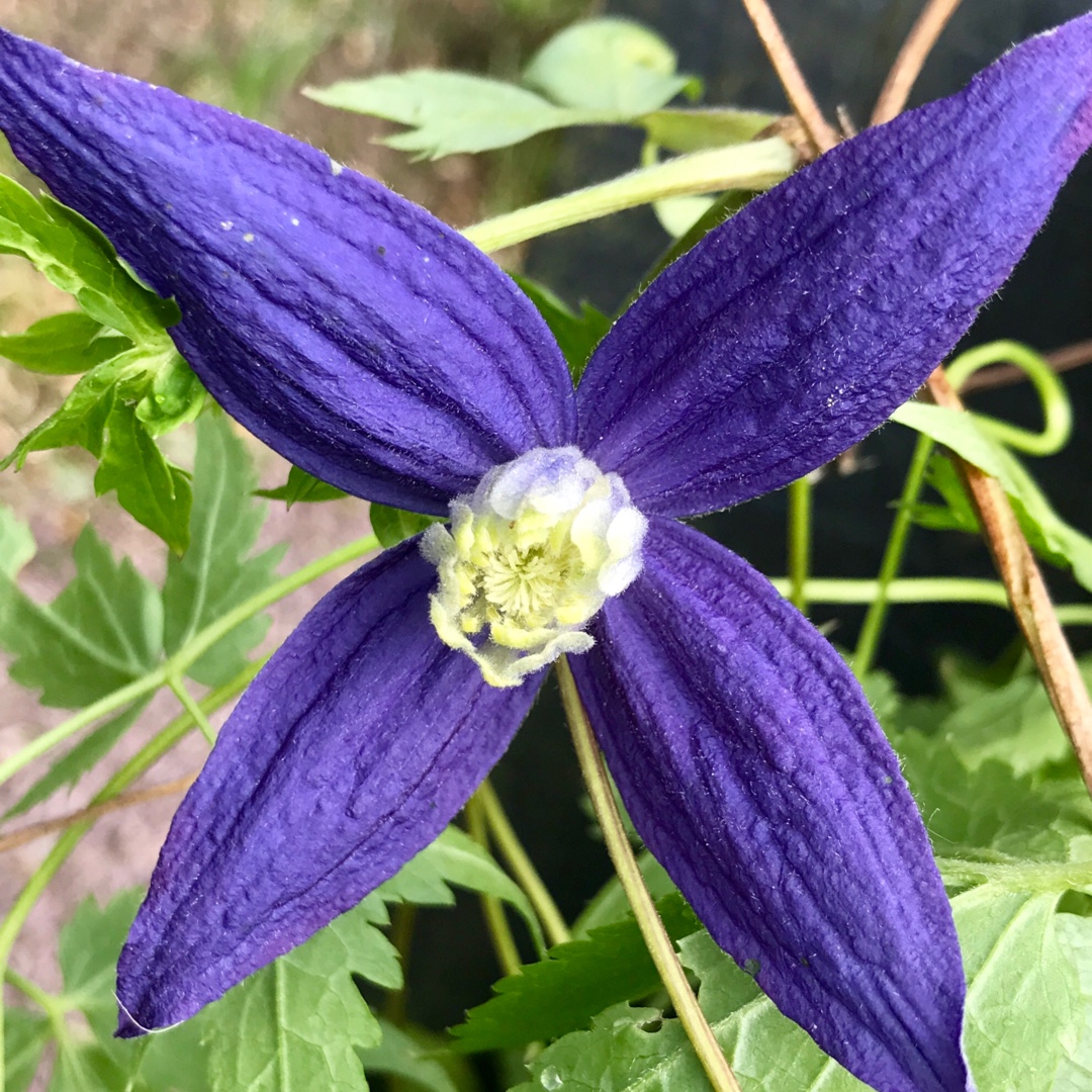 Clematis alpina in the GardenTags plant encyclopedia Alpine clematis in the GardenTags plant encyclopedia