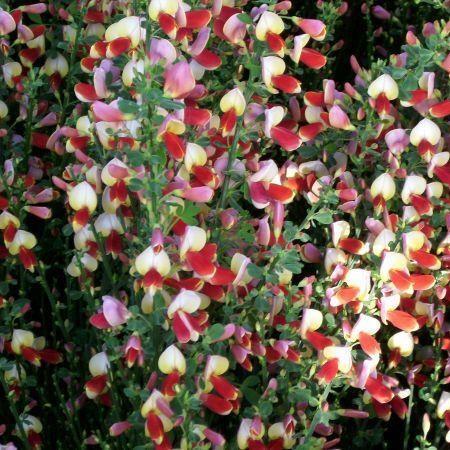 Cytisus Palette in the GardenTags plant encyclopedia Broom Palette in the GardenTags plant encyclopedia