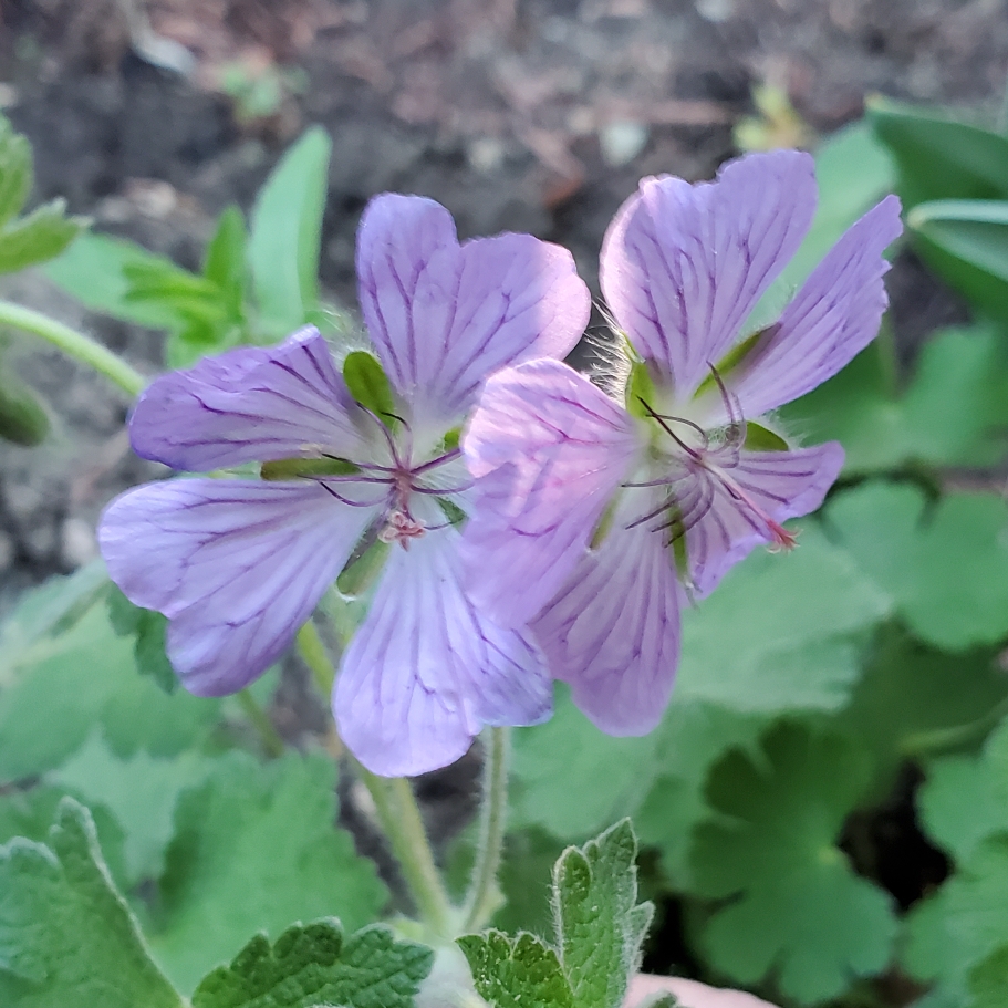 Geranium Philippe Vapelle in the GardenTags plant encyclopedia Geranium Philippe Vapelle in the GardenTags plant encyclopedia