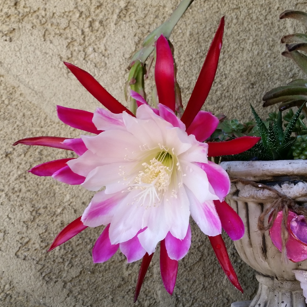 Epiphyllum hy. clown in the GardenTags plant encyclopedia Orchid Cactus Clown in the GardenTags plant encyclopedia