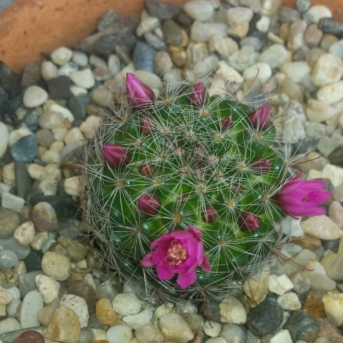 Mammillaria melanocentra in the GardenTags plant encyclopedia Mammillaria Poselger in the GardenTags plant encyclopedia