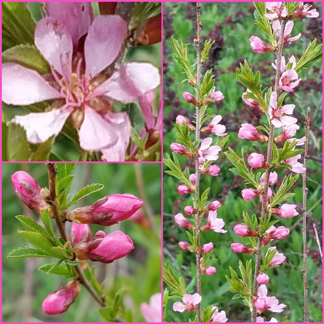 Prunus tenella in the GardenTags plant encyclopedia Dwarf Russian almond in the GardenTags plant encyclopedia