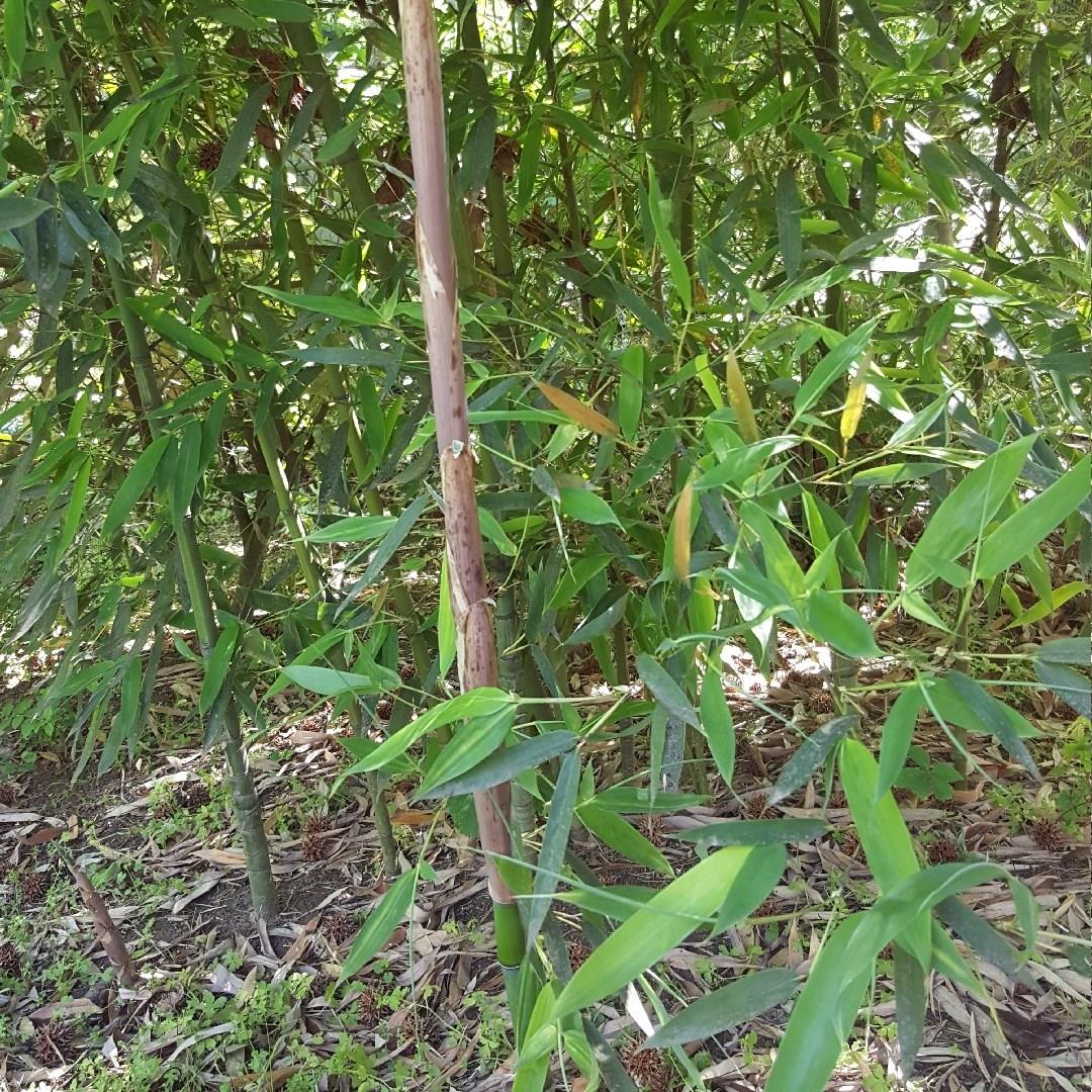 Arundinaria gigantea in the GardenTags plant encyclopedia River Cane in the GardenTags plant encyclopedia