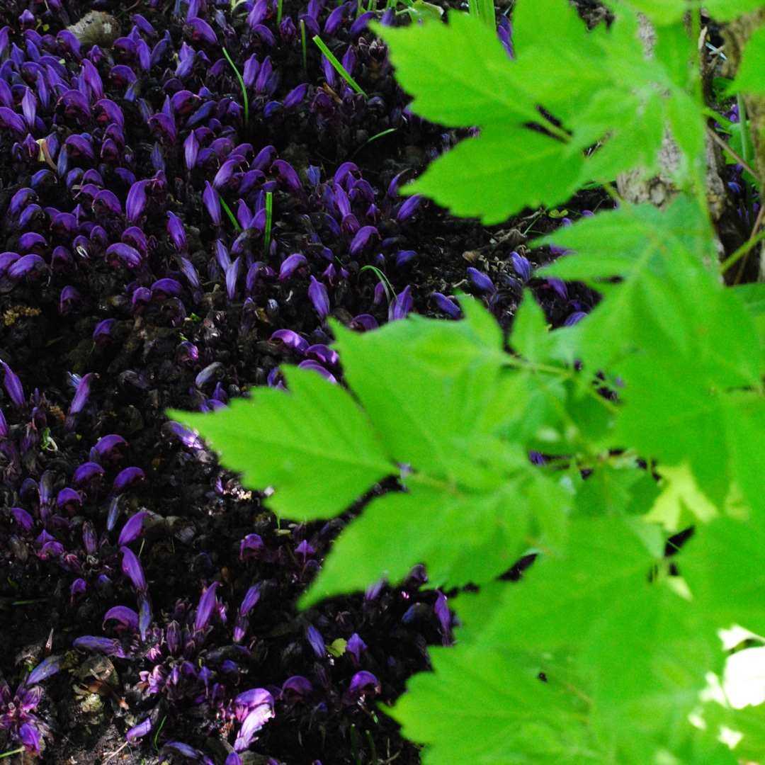 Lathraea Clandestina in the GardenTags plant encyclopedia purple toothwort in the GardenTags plant encyclopedia