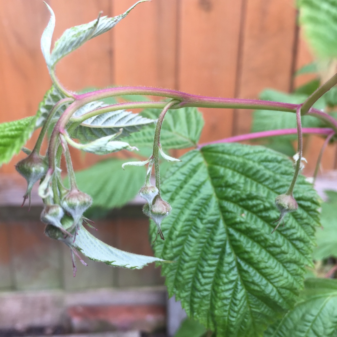 Rubus Idaeus Cascade Delight in the GardenTags plant encyclopedia Raspberry Cascade Delight in the GardenTags plant encyclopedia