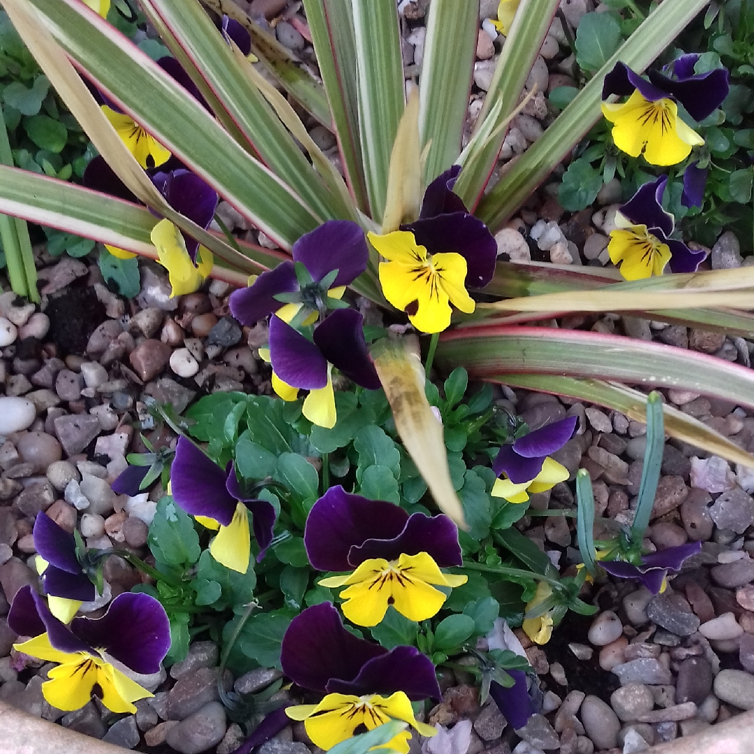 Viola tricolor Heartsease Yellow in the GardenTags plant encyclopedia Wild Pansy in the GardenTags plant encyclopedia