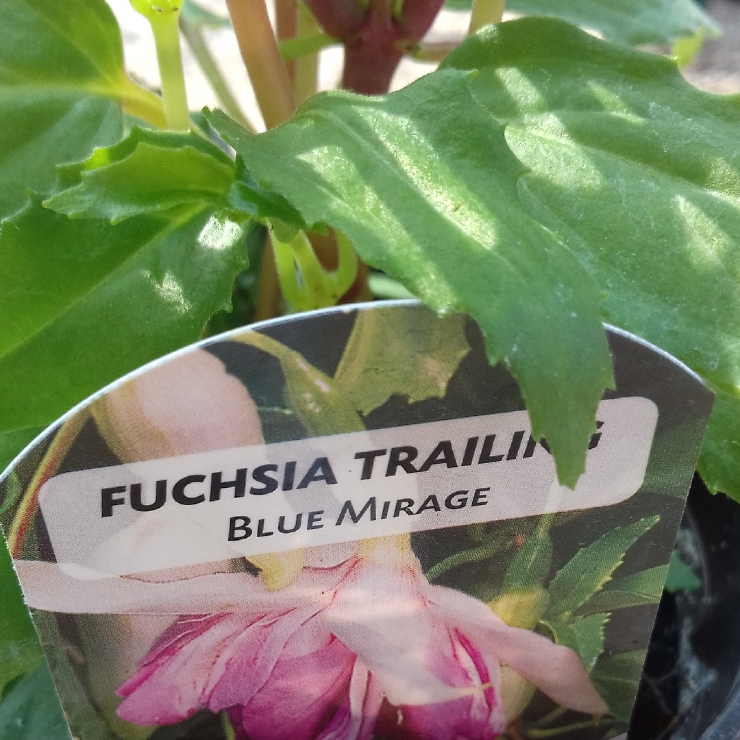 Fuchsia Blue Mirage in the GardenTags plant encyclopedia Fuchsia Blue Mirage in the GardenTags plant encyclopedia